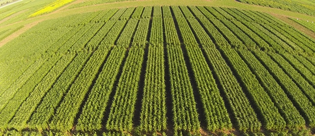 Aerial photo of the Hart trial site 2014