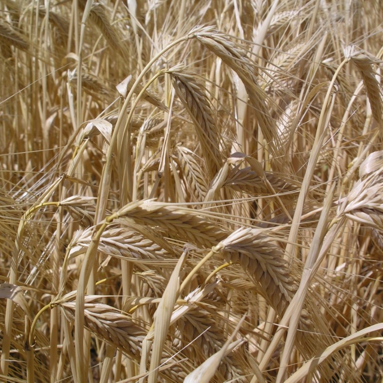 Barley