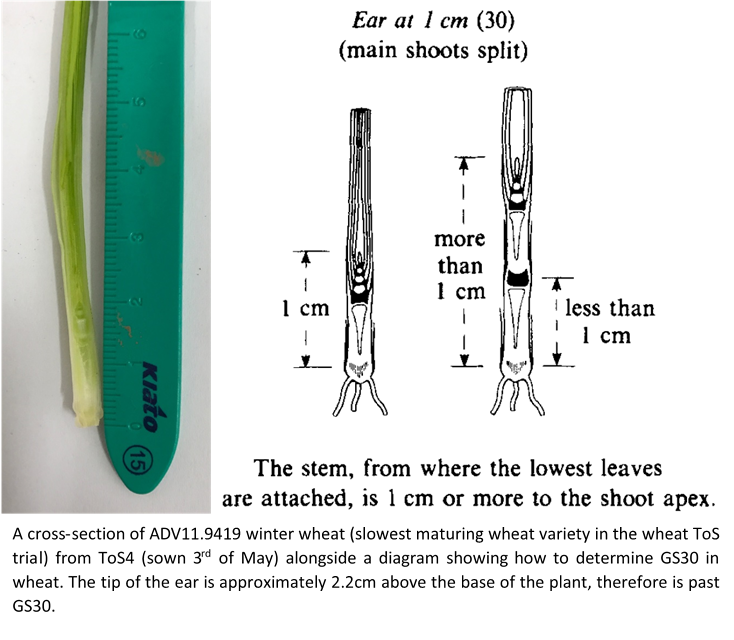 Has your wheat crop reached the critical GS30 growthh stage?