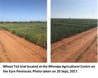 Wheat ToS trials at Minnipa Agricultural Centre