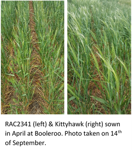 RAC2341 (left) & Kittyhawk (right) sown in April at Booleroo