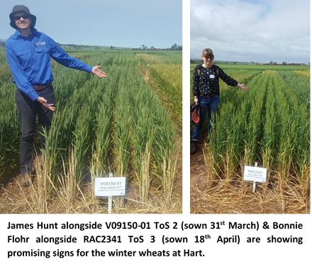 James Hunt and Bonnie Flohr with their 'pick' of winter varieties suited to Hart