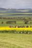 Canola Varieties with Trent Potter