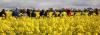 Canola Varieties with Trent Potter