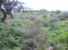 Hart Re-Vegetation Area