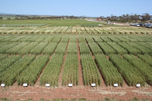 Trial Site at Hart 2010