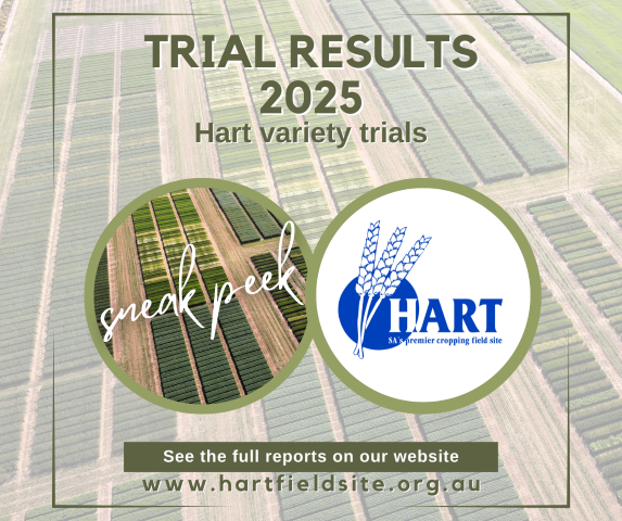 Hart variety trial yield data sneak peek 2025