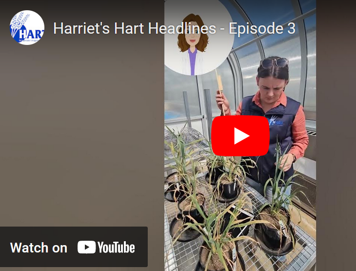 Harriet's Hart Headlines - Episode 3