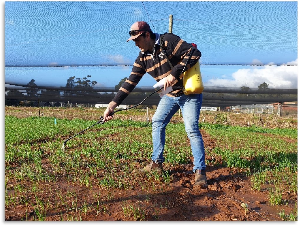 Hart intern; Declan Anderson hand spraying septoria wheat trial