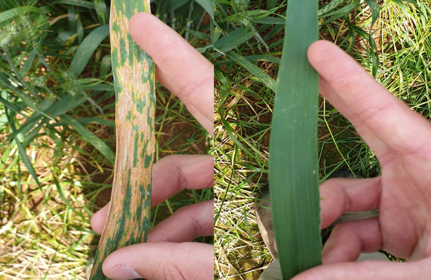 Hart; evidence of septoria infection