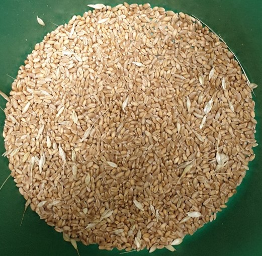 Hart; wheat grain sample